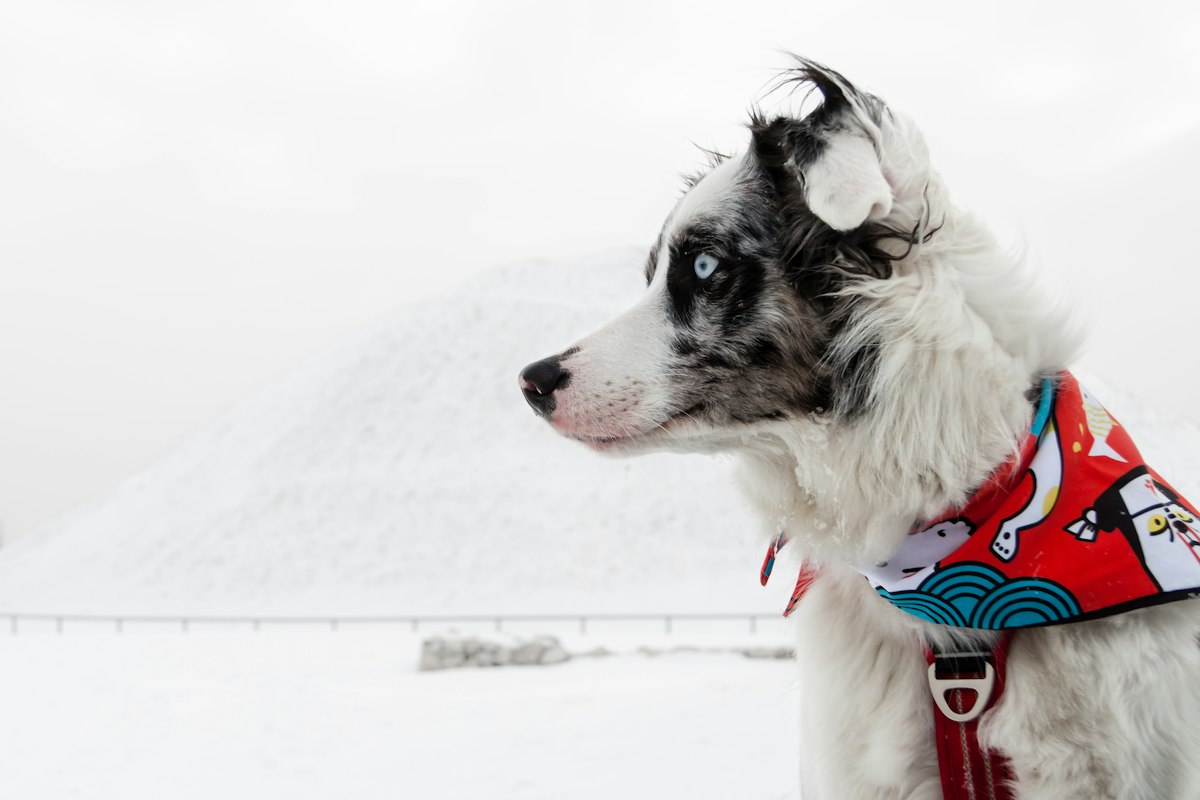 Dog wearing a bandana