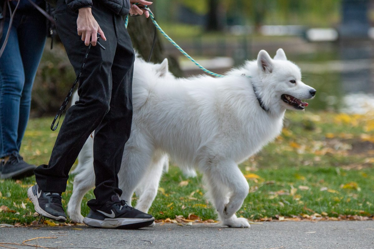 Dog wearing a collar