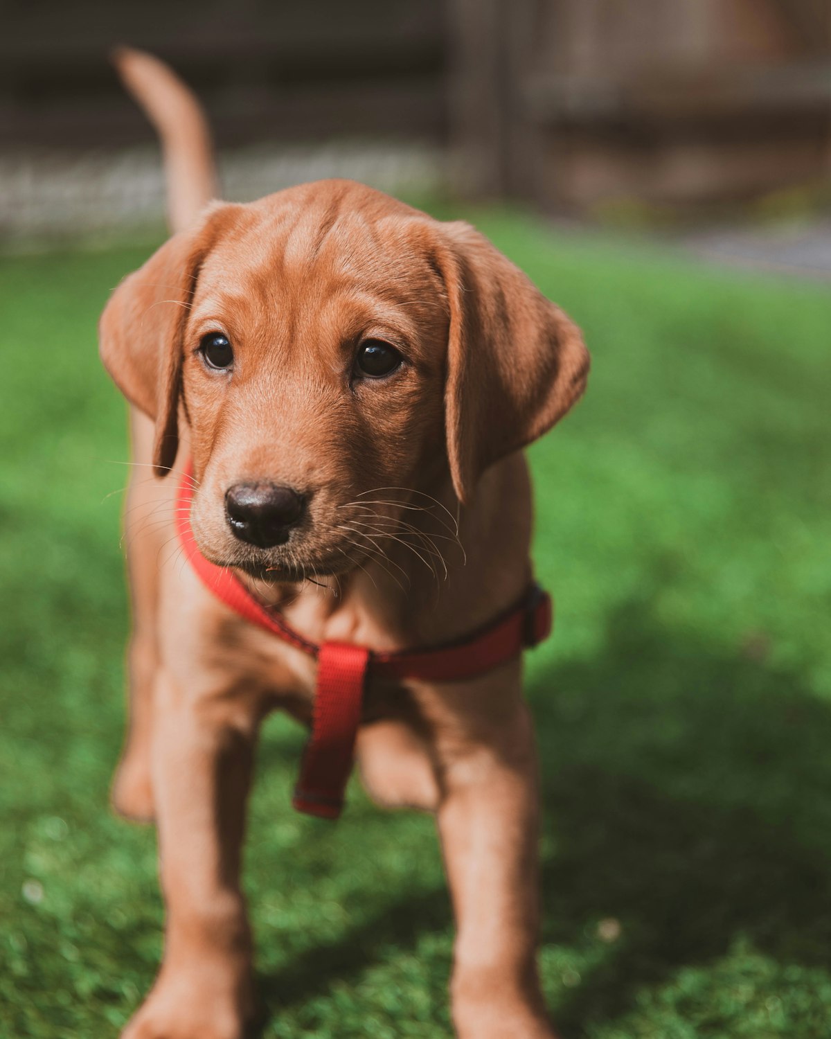 Dog wearing a harness outdoors